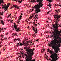amaranth-seed-extract