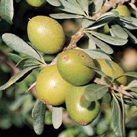 argan-oil