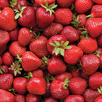 strawberry-extract_7f4325bd-4f8a-4aaf-92c6-c1e756948c29