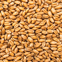 wheat-proteins_480ea6c5-0b2f-46d7-ab56-4830c3e273c2